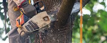 Best Arborist Consultation Services  in Heber Springs, AR