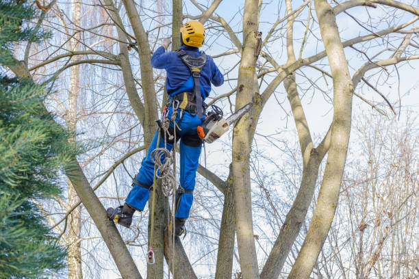 Best Leaf Removal  in Heber Springs, AR