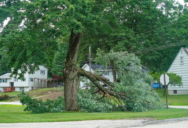 Best Stump Grinding and Removal  in Heber Springs, AR